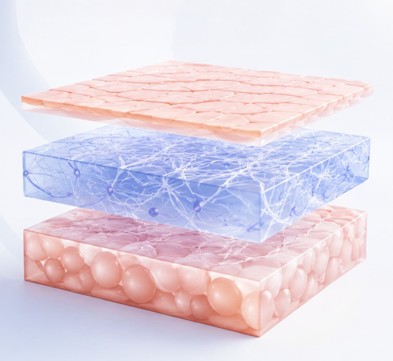 Layers of the skin